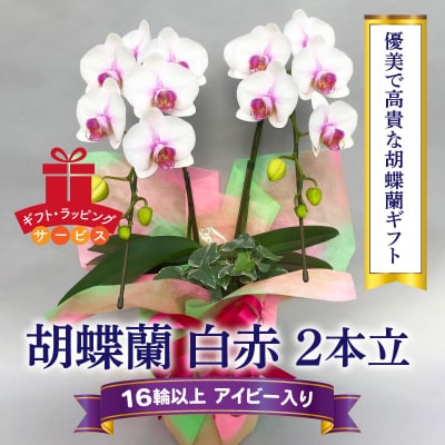 胡蝶蘭　白赤　2本立て16輪以上　アイビー入り　H042-010