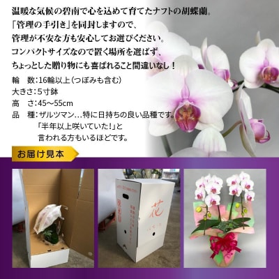 胡蝶蘭　白赤　2本立て16輪以上　アイビー入り　H042-010