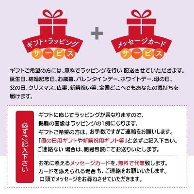 胡蝶蘭　白赤　2本立て16輪以上　アイビー入り　H042-010