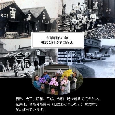 綺麗で丈夫な三河陶器で贈る光触媒胡蝶蘭小輪3本立(赤白の陶器×白桃色の花)　H100-086