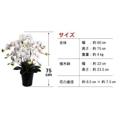 綺麗で丈夫な三河陶器で贈る光触媒胡蝶蘭大輪5本立(黒の陶器×白桜色の花)H100-079