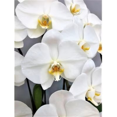胡蝶蘭 白 3本立　36輪以上　H042-012