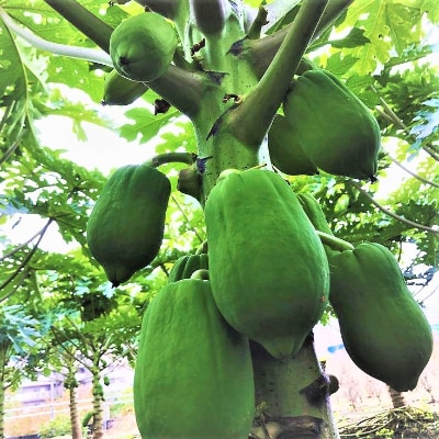 神奈川県大和市産　パパイヤ茶　4袋
