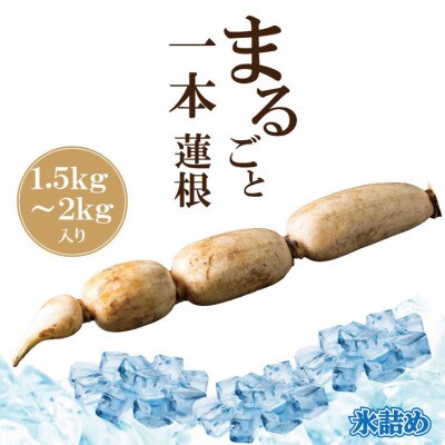 まるごと一本!氷詰め れんこん 1.5～2kg