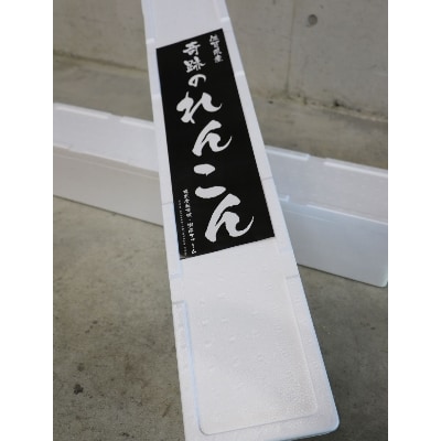 れんこん1.5～2kg