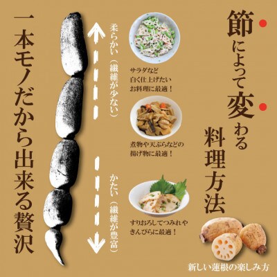 まるごと一本!氷詰め れんこん 1.5～2kg
