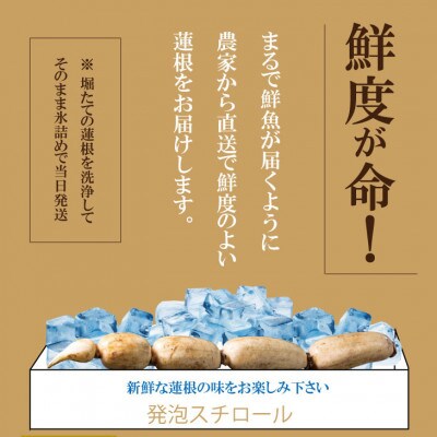 まるごと一本!氷詰め れんこん 1.5～2kg