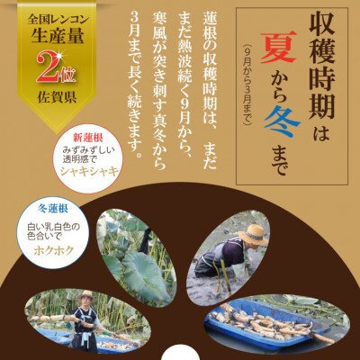 まるごと一本!氷詰め れんこん 1.5～2kg