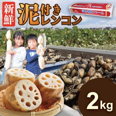 佐賀県産 泥付き れんこん 2kg(小城市)