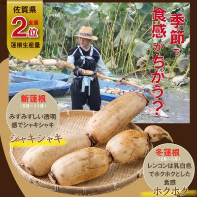 佐賀県産 泥付き れんこん 2kg(小城市)