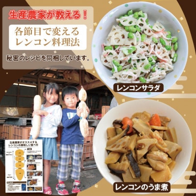 佐賀県産 泥付き れんこん 2kg(小城市)