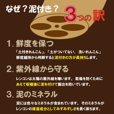 佐賀県産 泥付き れんこん 2kg(小城市)