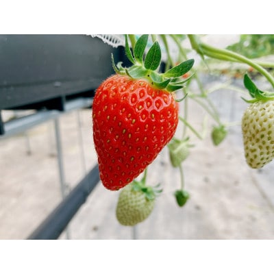 受付開始!しもむら農園のつやつやいちご【よつぼし☆☆☆☆】220g×2パック