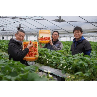 冷凍いちご食べ比べセット【おいCベリー】【よつぼし】真空パック袋500g 各1パック入り佐賀県産
