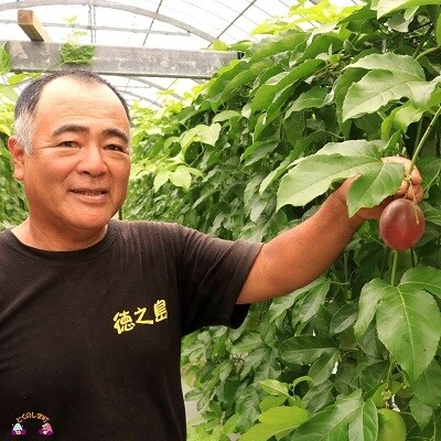 【今が旬!】～徳之島から爽やかな香りを～富田園芸さんのパッションフルーツ(約2kg)