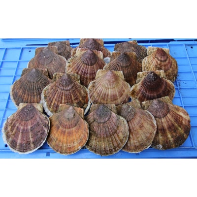 〈オホーツク海産〉殻付きホタテ活貝 大ぶりサイズ　約4kg(17～24枚前後)