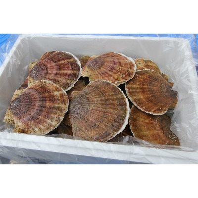 殻付きホタテ活貝 大ぶりサイズセット 約4kg お礼品詳細 ふるさと納税なら さとふる