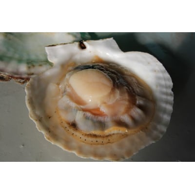 オホーツク海産 活ホタテ3kg 16~22枚入り