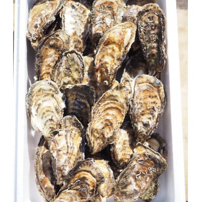 【先行受付】カキ殻付き2年貝約3kg
