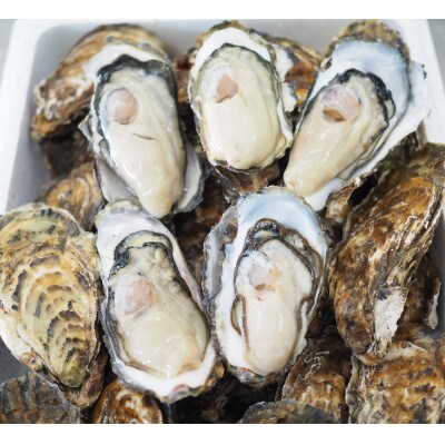 【先行受付】カキ殻付き2年貝約2.5kg・むき身1年貝400g(200g無水パック×2) セット