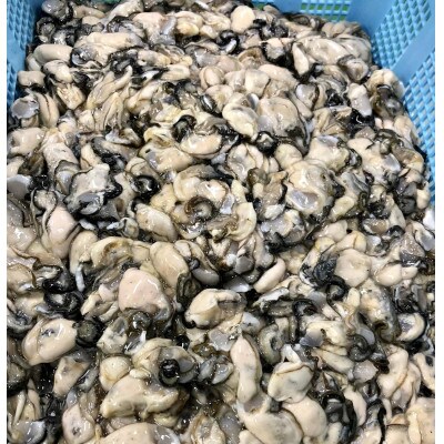 【先行受付】カキ殻付き2年貝約2.5kg・むき身1年貝400g(200g無水パック×2) セット