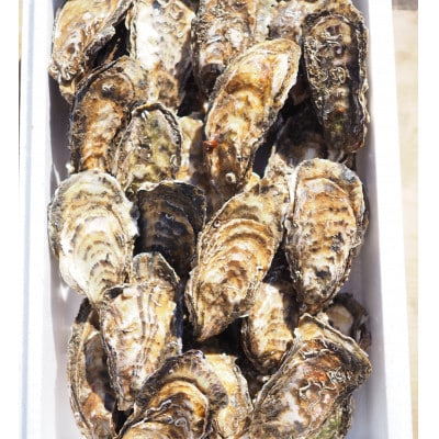 【先行受付】【さとふる限定】カキ殻付き2年貝約2kg(20個前後)