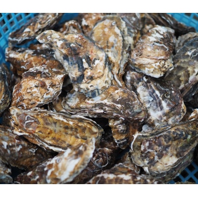 【先行受付】【さとふる限定】カキ殻付き2年貝約2kg(20個前後)