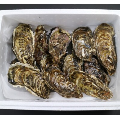 サロマ湖産殻付き牡蠣貝【二年物】2kg