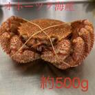 オホーツク産　浜茹で毛蟹　約500g×1パイ　冷凍便