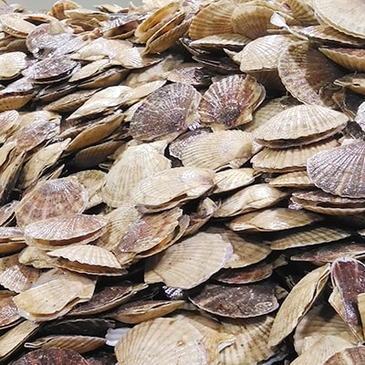 北海道オホーツク産　大玉帆立貝柱　500g