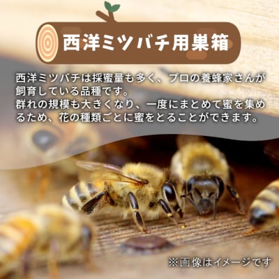 東白川村 西洋ミツバチ用 飼育箱