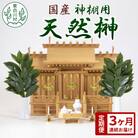 【3ヶ月連続お届け定期便】神棚用 国産榊 2束