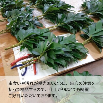 【3ヶ月連続お届け定期便】神棚用 国産榊 2束