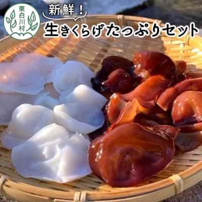 【3/15受付終了】 採れたて新鮮! 東白川村産 生きくらげたっぷりセット