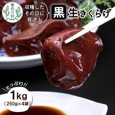 収穫したその日に発送! 東白川村 生きくらげ 1kg
