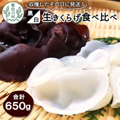 【3/15受付終了】 収穫したその日に発送!黒・白 生きくらげ食べ比べセット 合計650g