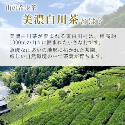 白川茶 茶蔵園 上煎茶 「薫風-くんぷう-」 煎茶