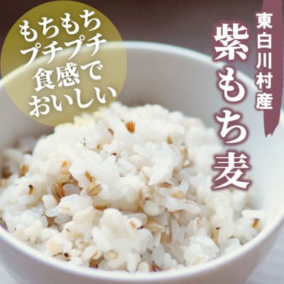 東白川村産 紫もち麦 ダイシモチ お試し 200g