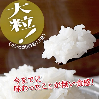 東白川村産 いのちの壱 白米 2合×3袋 合計900g