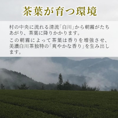 贅沢に愉しむ 茶蔵園 高級煎茶飲み比べセット 3袋入 お茶 白川茶