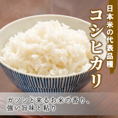 東白川村産 コシヒカリ 白米 お試し2合 300g