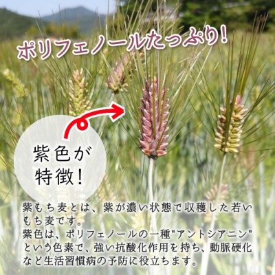 東白川村産 紫もち麦 ダイシモチ 150g×3袋 450g
