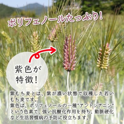 東白川村産 紫もち麦 ダイシモチ お試し 300g 150g×2袋