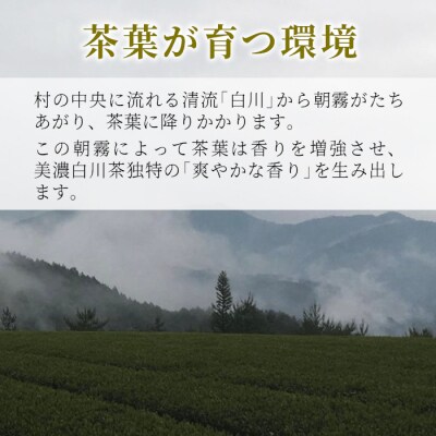 茶蔵園 ティーバッグ 詰め合わせ 5袋 お茶 日本茶 緑茶 煎茶 美濃白川茶 白川茶 茶葉
