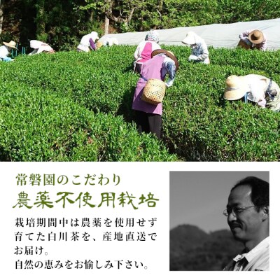 栽培期間中 農薬不使用! 煎茶 はつつみ 100g 常磐園 日本茶 緑茶 煎茶