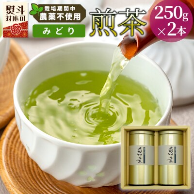 栽培期間中 農薬不使用! 煎茶 ギフト NO.4 (みどり 250g×2本) 常磐園 日本茶