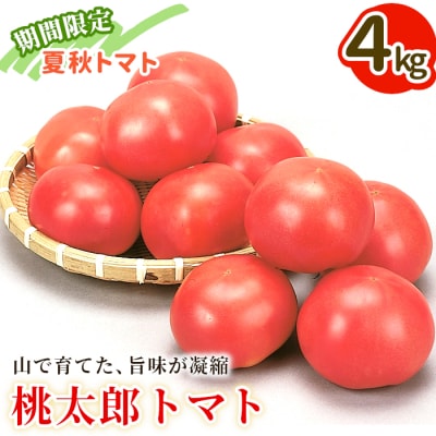 桃太郎トマト 4kg A等級 Lサイズ トマト 美濃白川 夏秋トマト