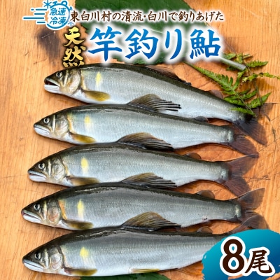 清流白川 天然鮎 8尾 冷凍 鮎 あゆ 川魚 東白川村産