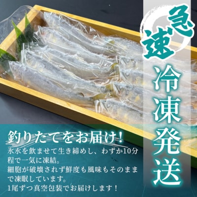 清流白川 天然鮎 8尾 冷凍 鮎 あゆ 川魚 東白川村産