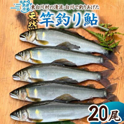 清流白川 天然鮎 20尾 冷凍 鮎 あゆ 川魚 東白川村産